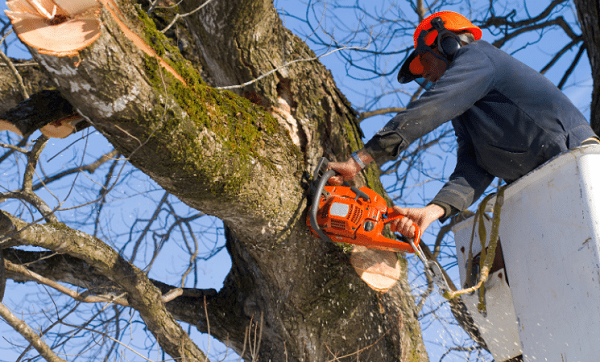 tree removal cost