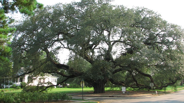 oak tree