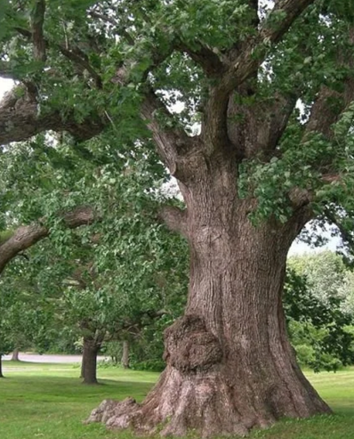 oak tree